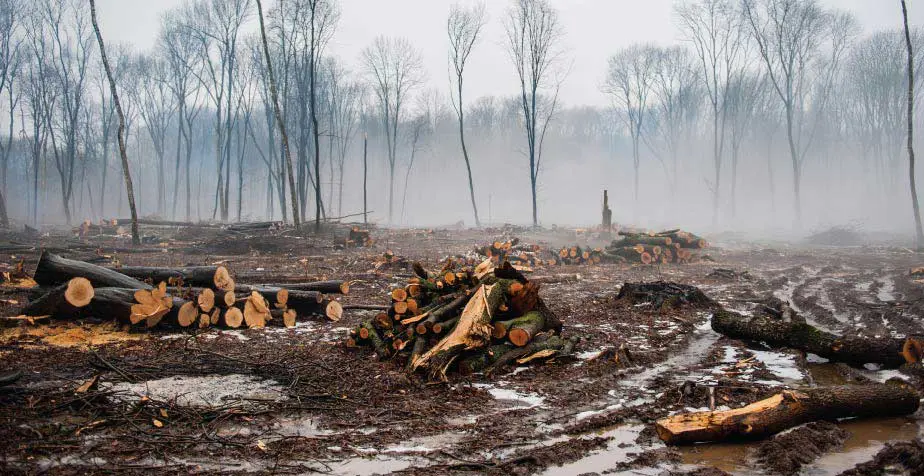 Deforestation Environmental Issues