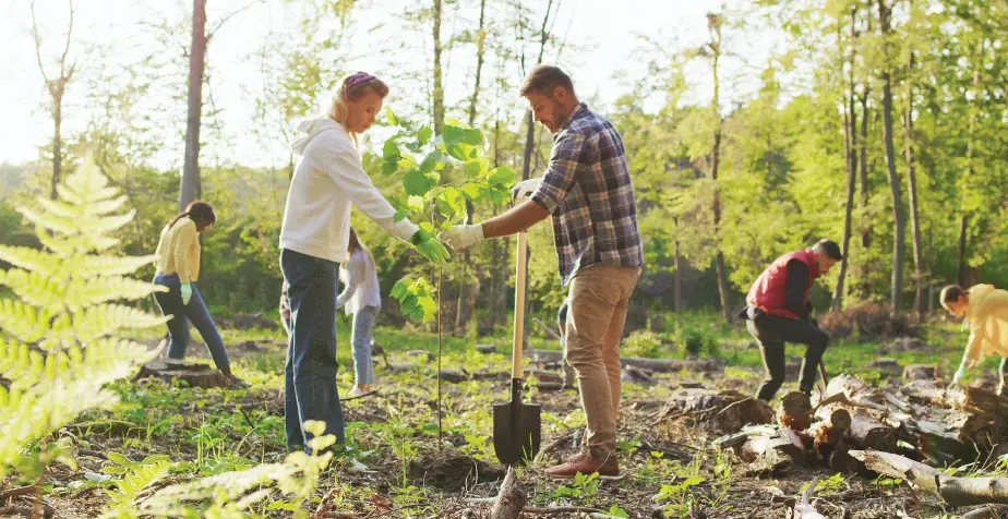 The Future of Carbon Offsetting in the UK