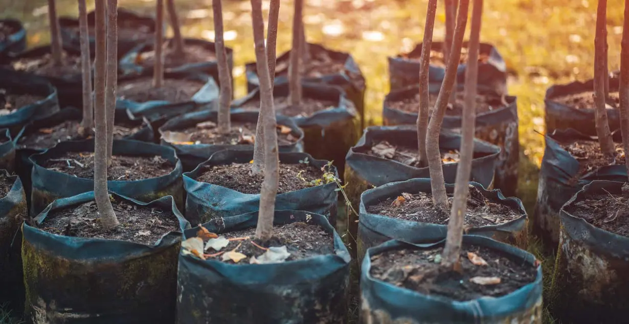 Carbon Credits For Landowners