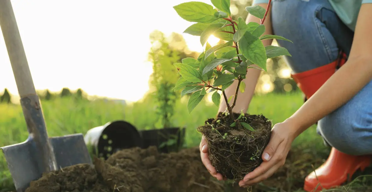 Biodiversity Credits For Landowners