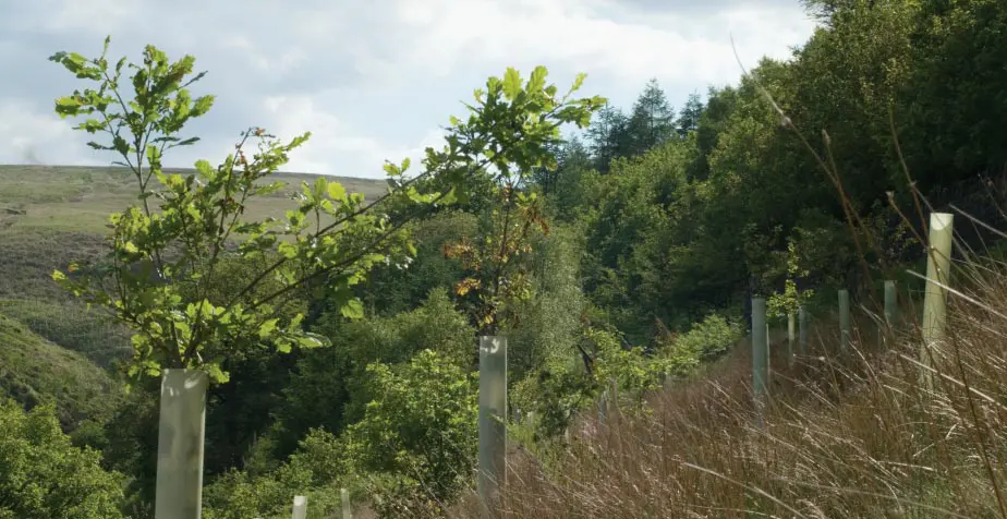 Environmental Credit Opportunities For Landowners 