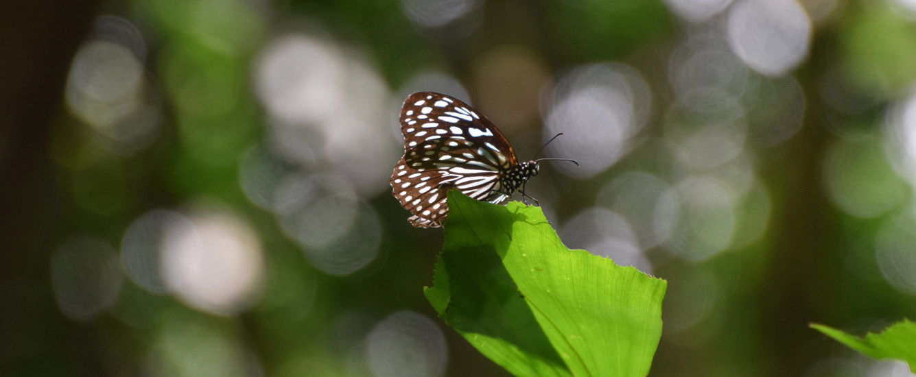 Biodiversity brings added value to your business and to the planet