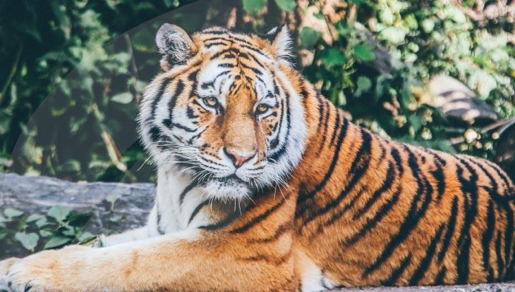 Critically endangered animal, Sunda Tiger