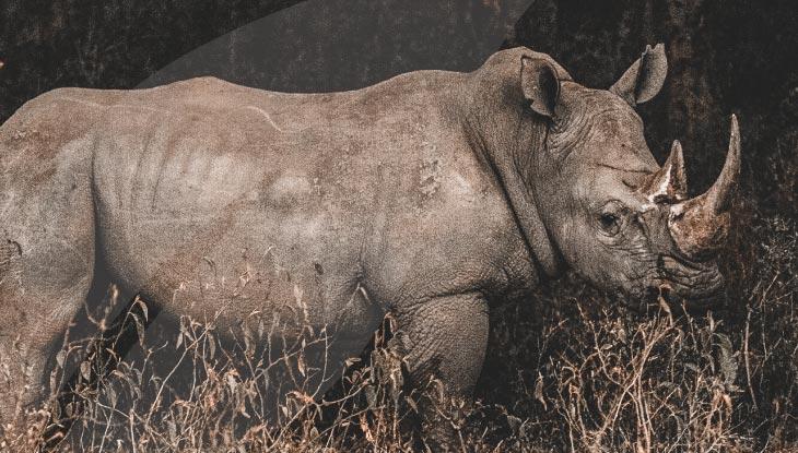 Critically endangered, Javan rhinoceros