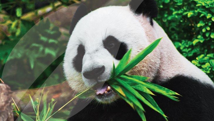 Critically endangered species, Panda. 