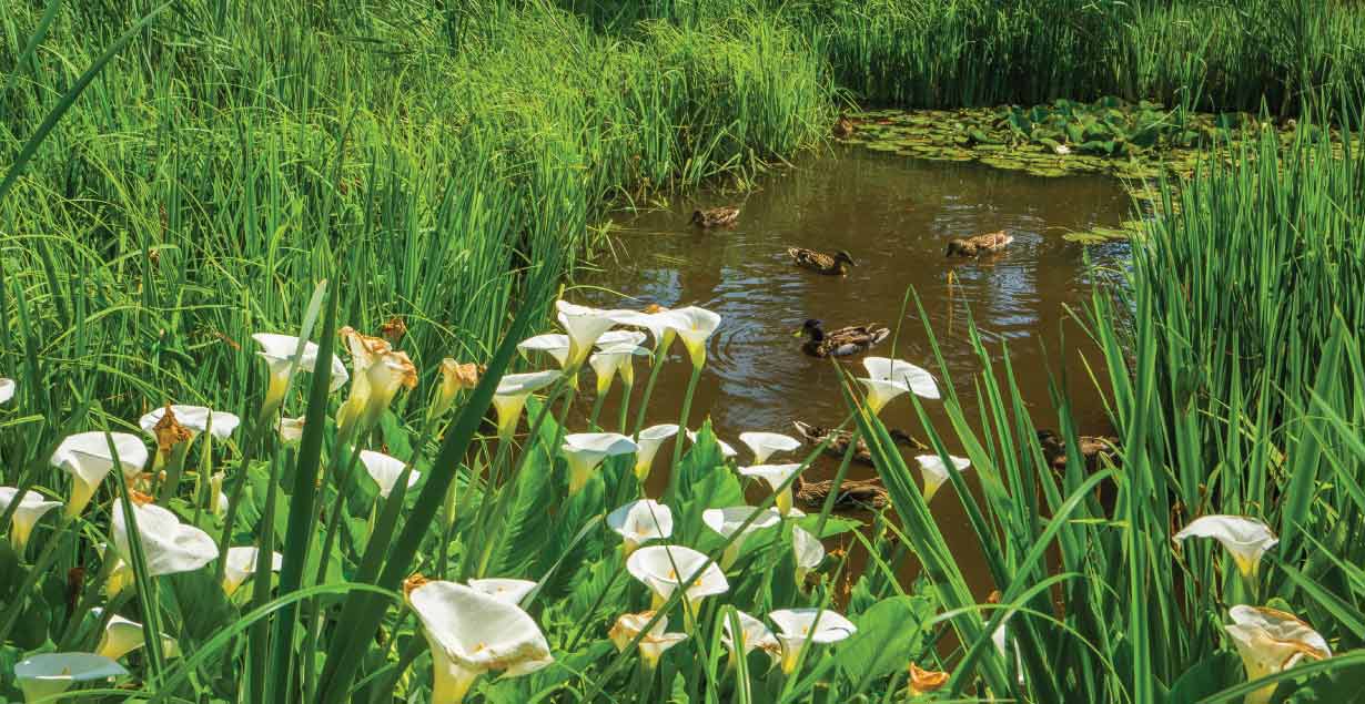 Why is Biodiversity Important?